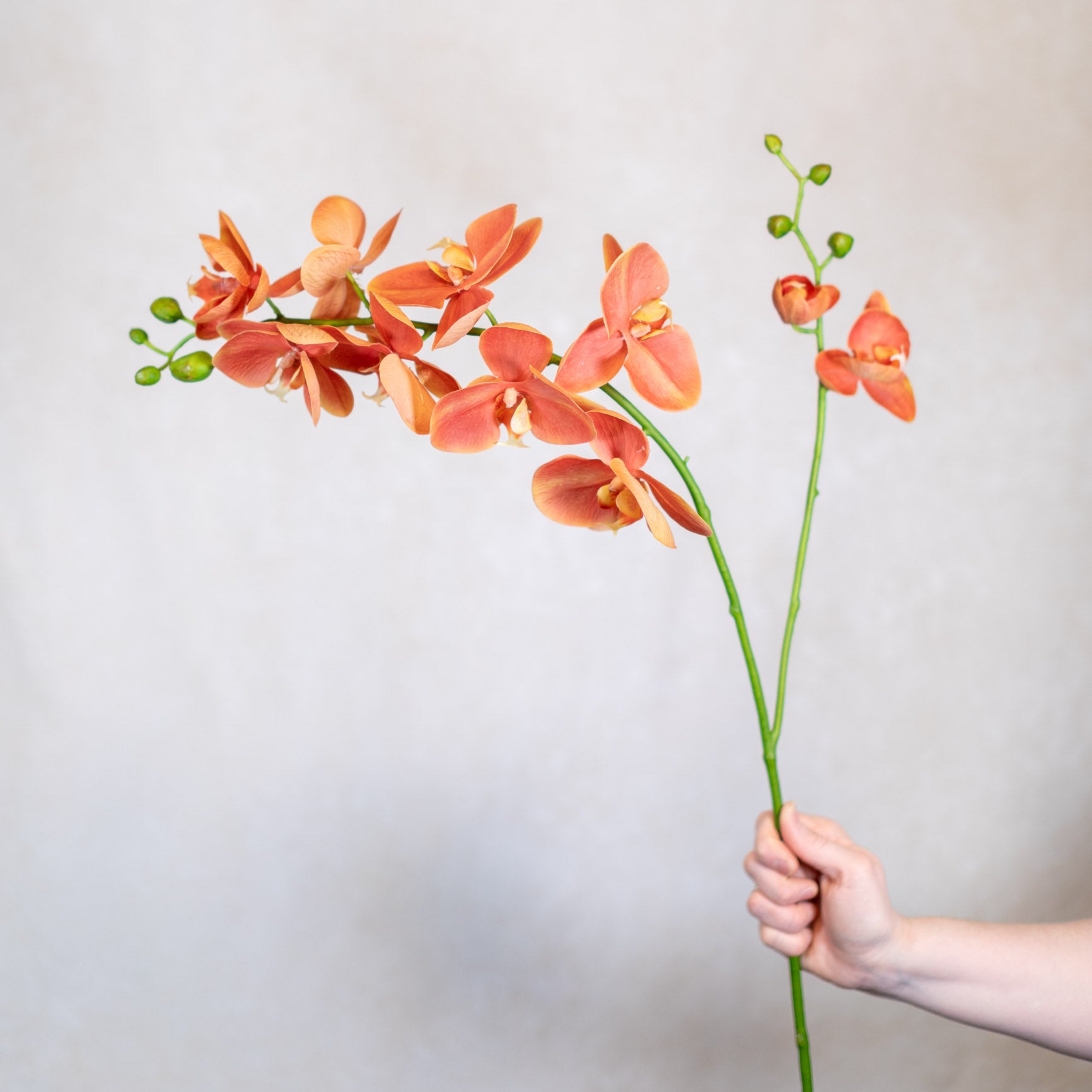 Coral Phalaenopsis Orchid Spray