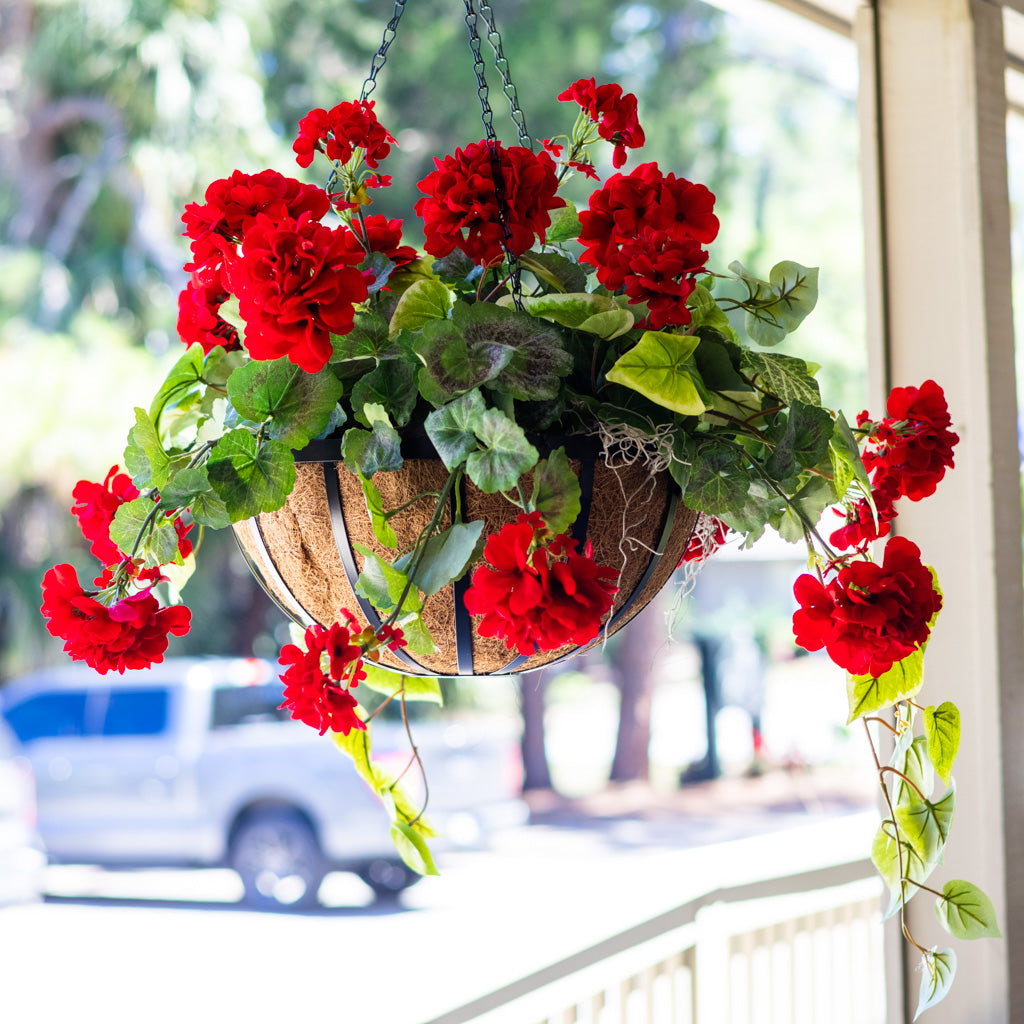 Red Geranium Hanging Basket with Sweet Potato Vine