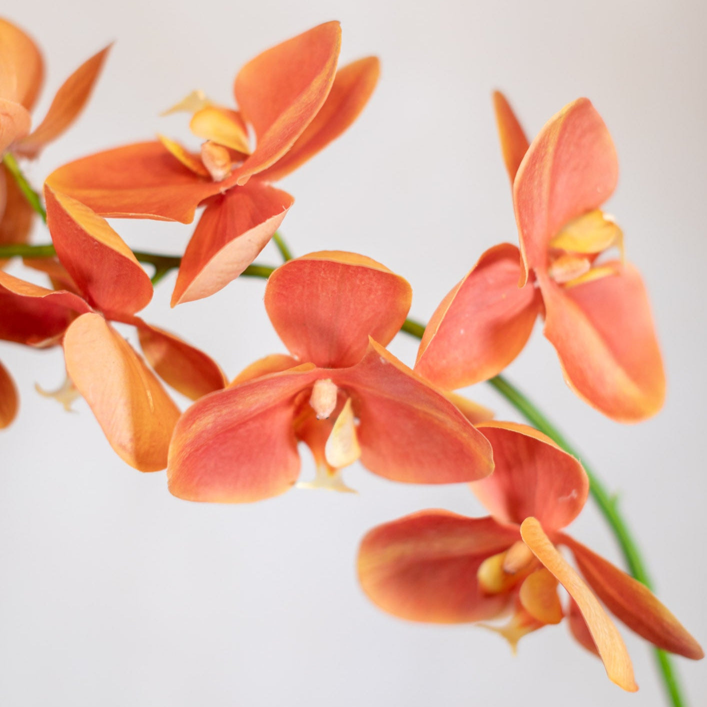 Coral Phalaenopsis Orchid Spray