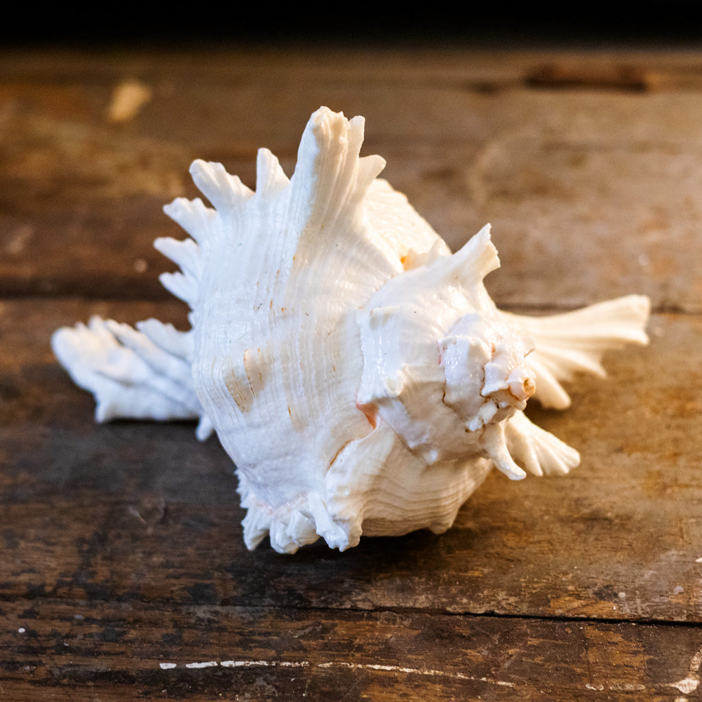 Murex Ramosus
