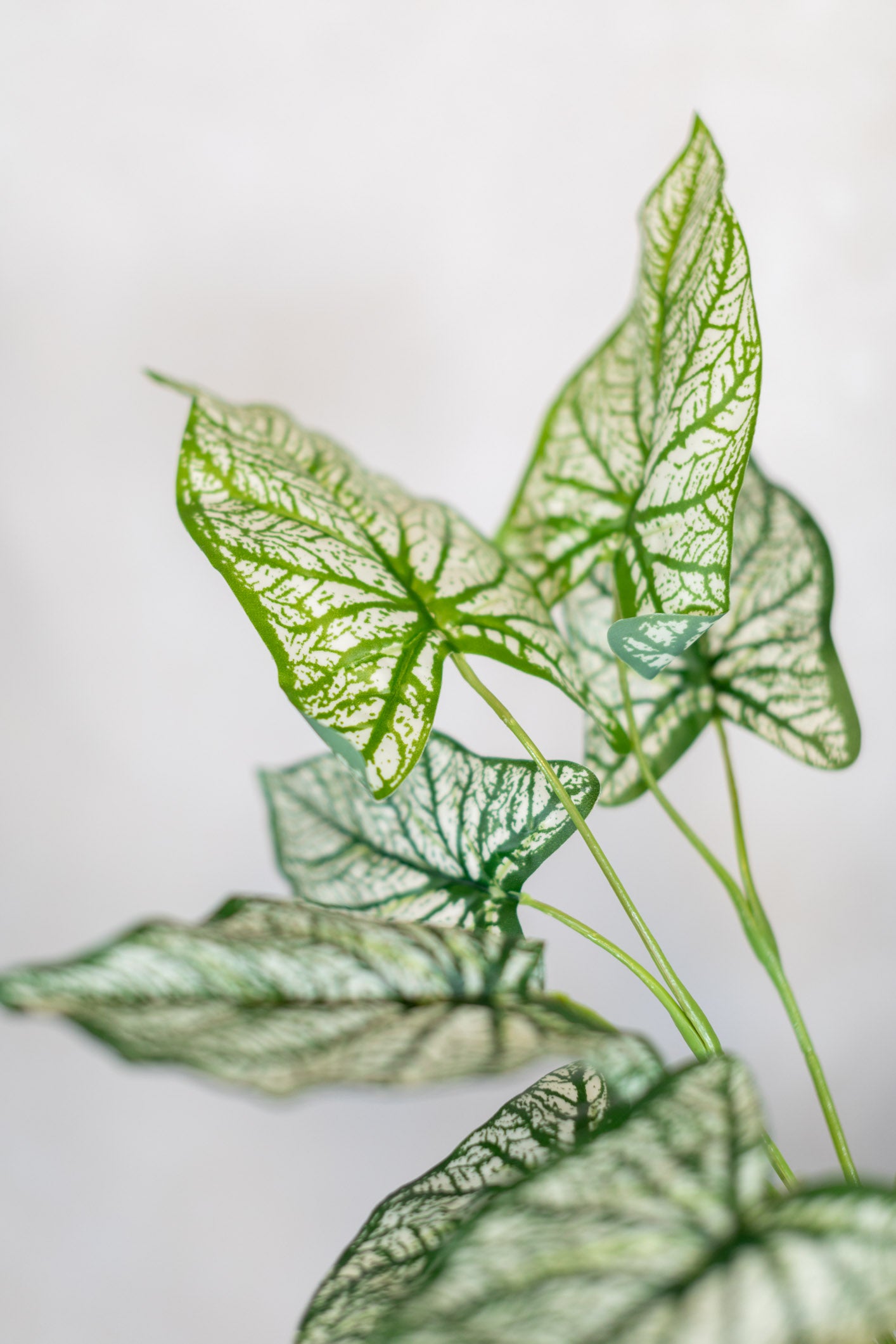 UV Caladium Bush