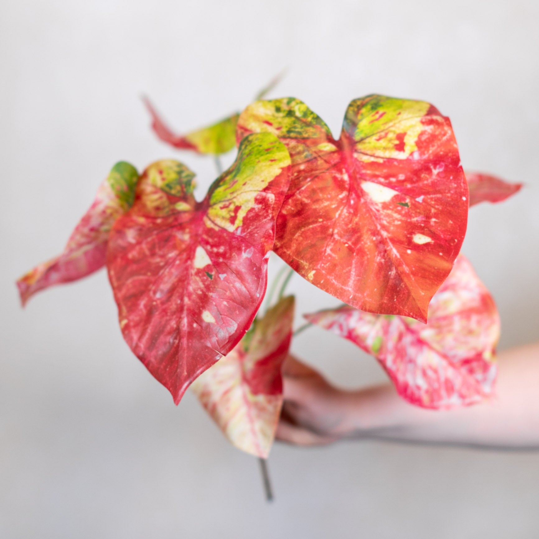 Pink Summer Caladium Bush Stem