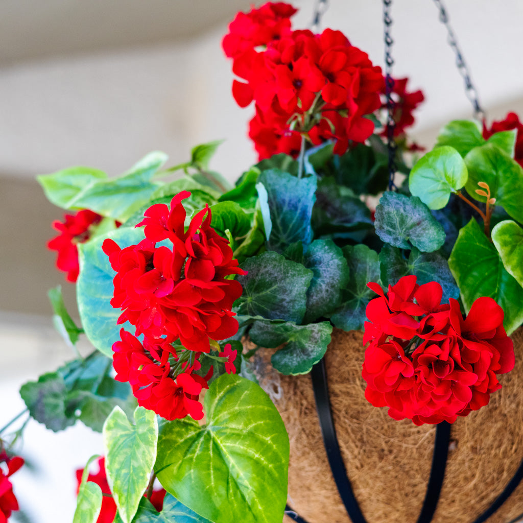 Red Geranium Hanging Basket with Sweet Potato Vine
