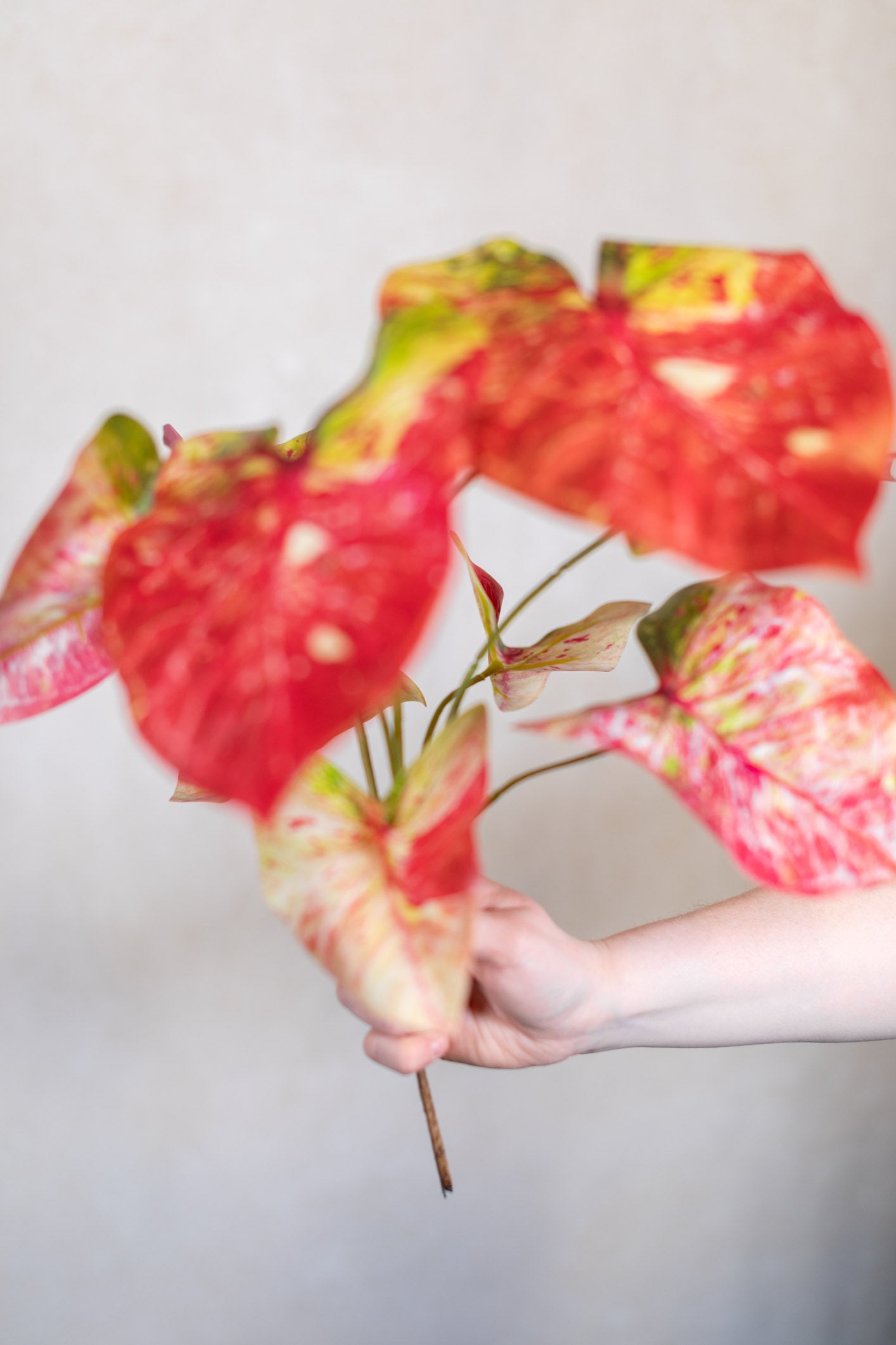 Pink Summer Caladium Bush Stem
