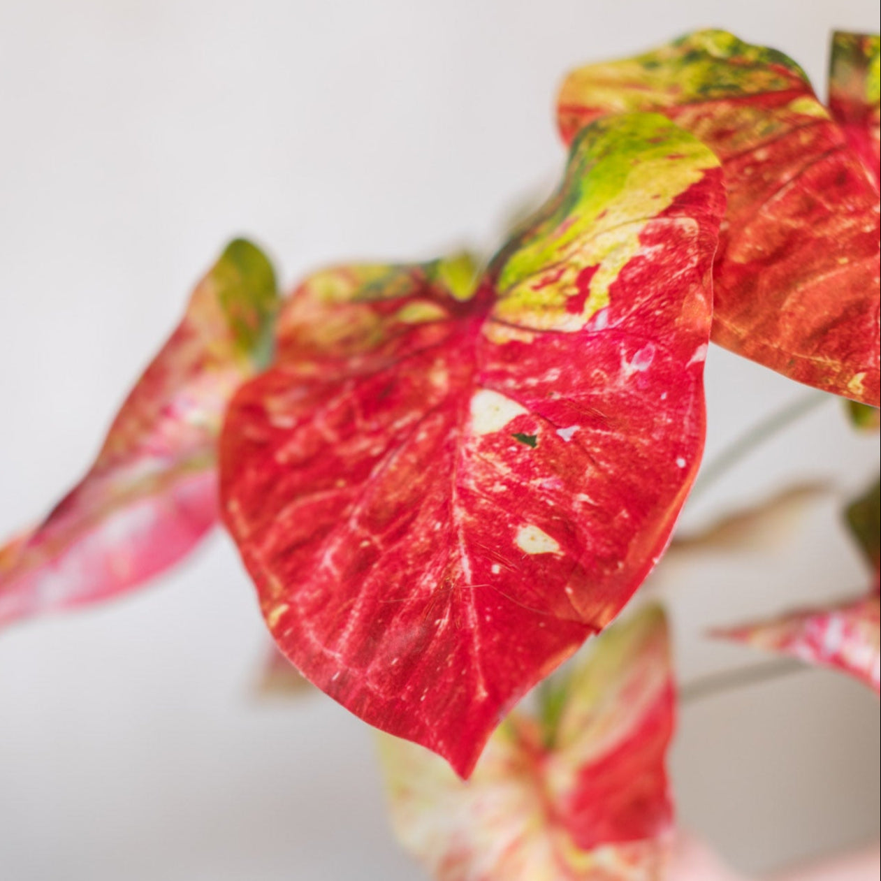 Pink Summer Caladium Bush Stem