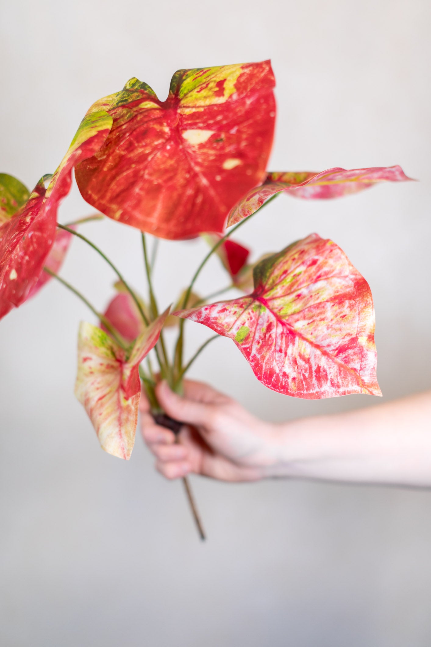 Pink Summer Caladium Bush Stem