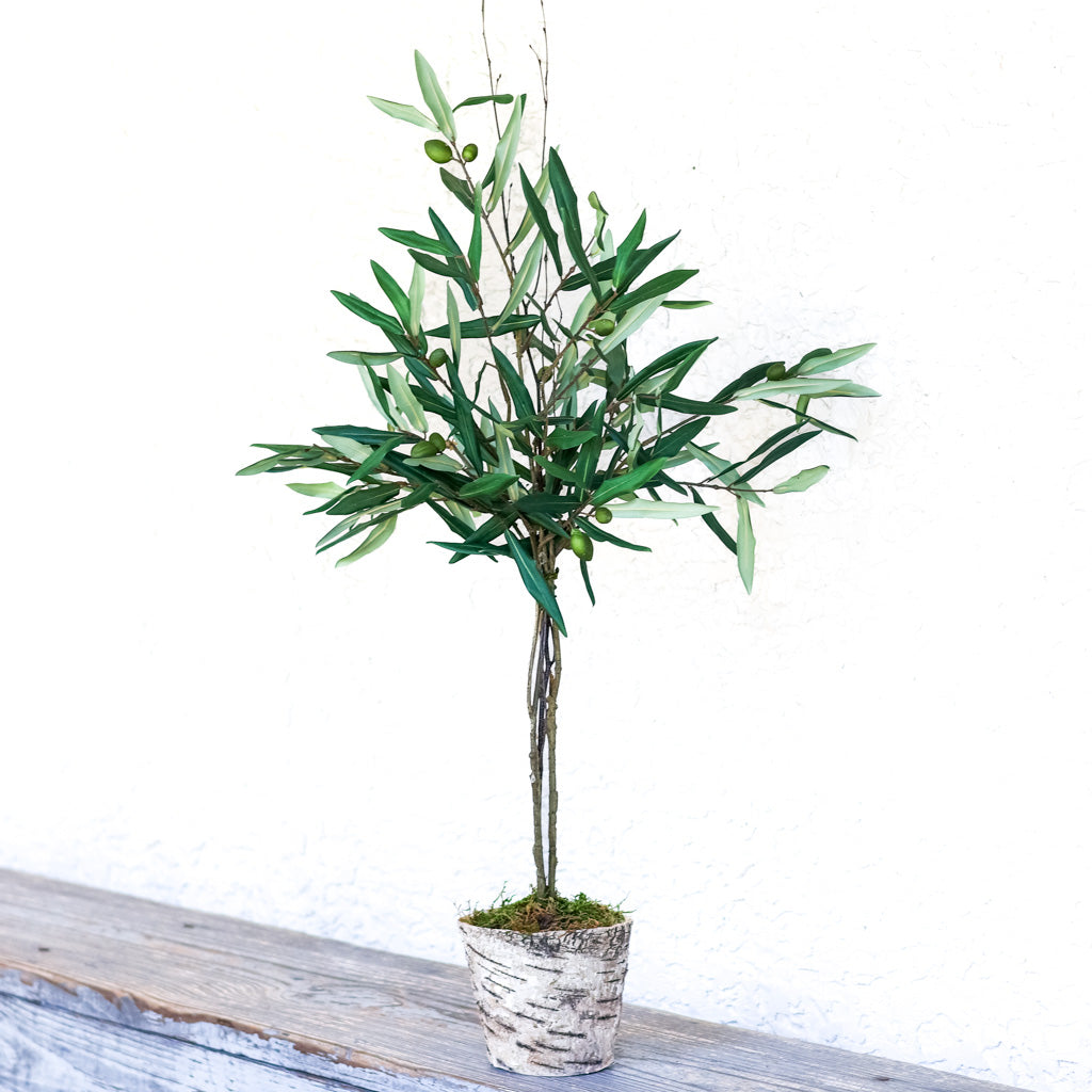 Olive Topiary