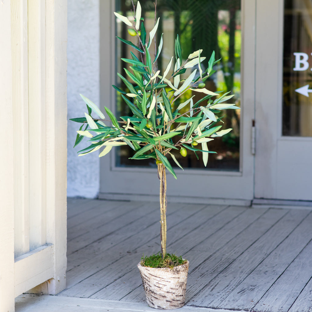 Olive Topiary