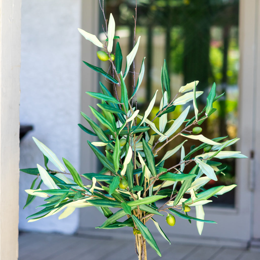 Olive Topiary