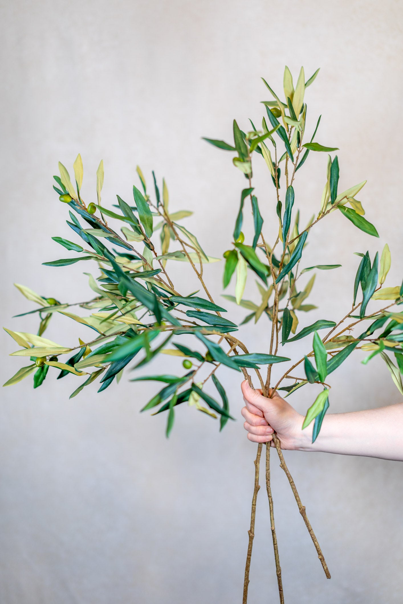 Italian Olive Spray Stem