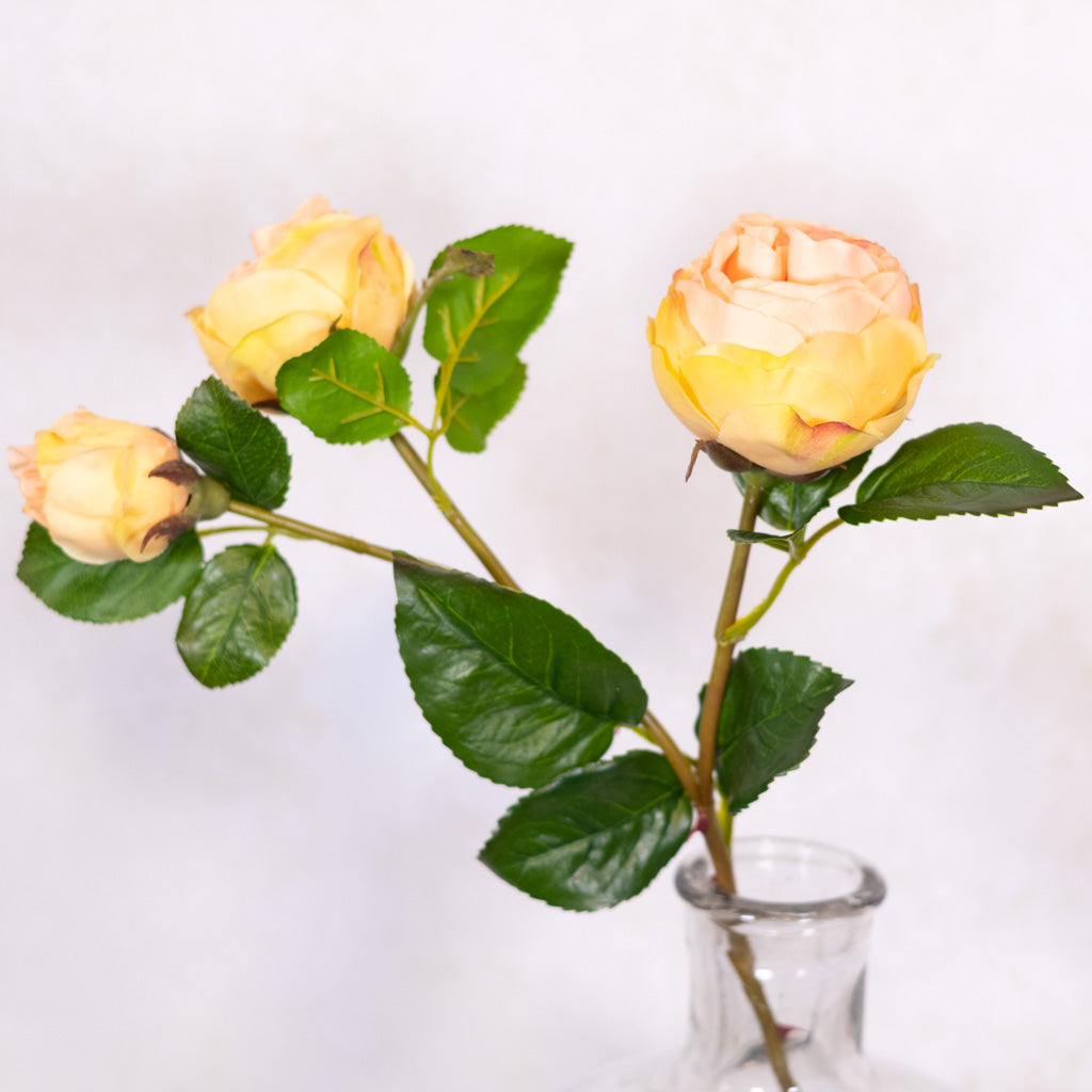 Light Coral Floribunda Rose and Bud Just Cut