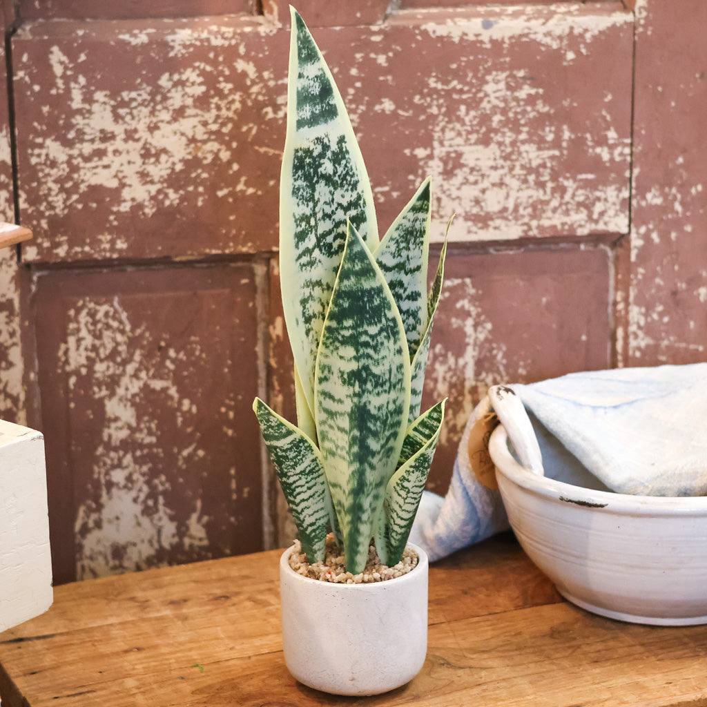 Sanseveria Snake Plant in Gray Cement Pot
