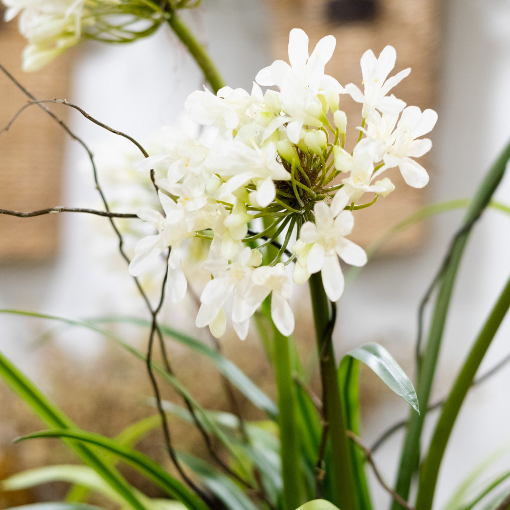 Deluxe White Agapanthus Drop-In