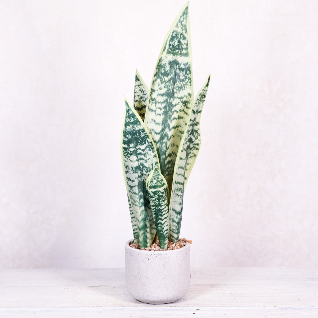 Sanseveria Snake Plant in Gray Cement Pot