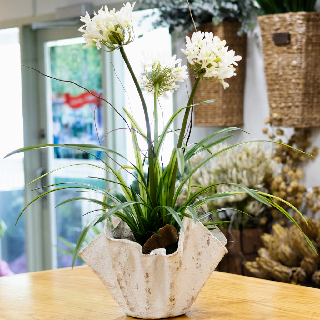 Triple White Agapanthus Drop In