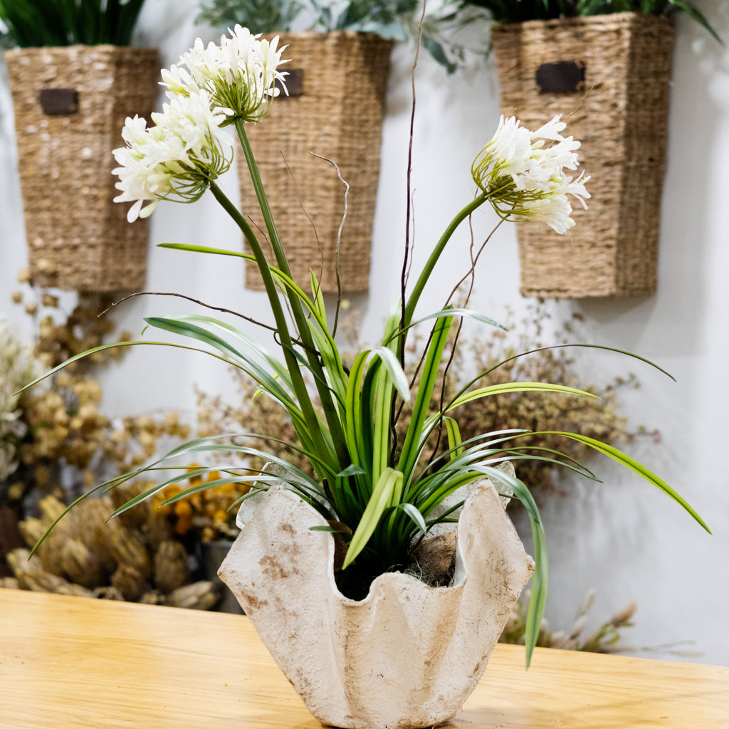 Triple White Agapanthus Drop In