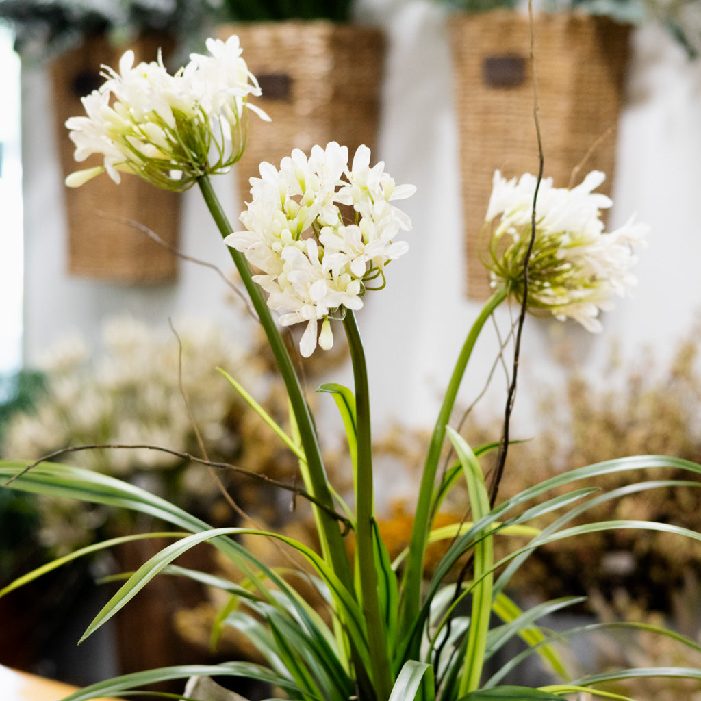 Triple White Agapanthus Drop In