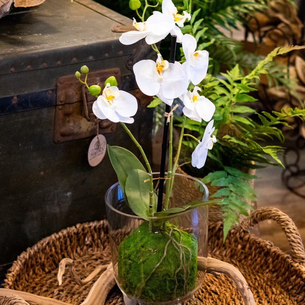White Orchid with Moss Ball Real Touch 23.75"H