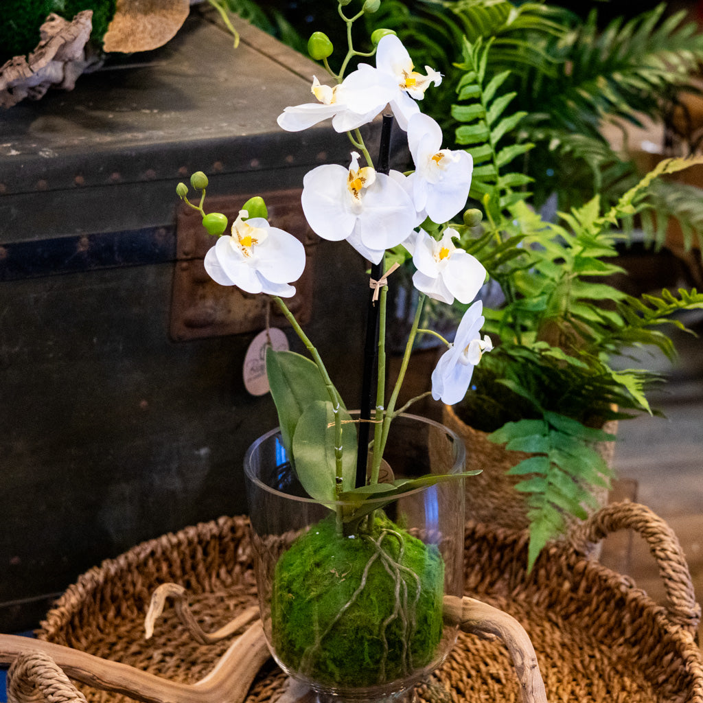 White Orchid with Moss Ball Real Touch 23.75"H