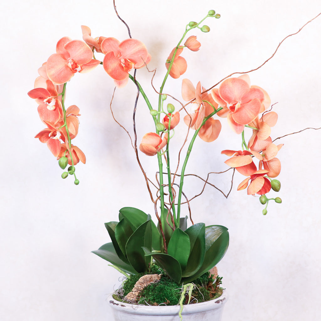 Double Coral Phalaenopsis Orchid Drop In