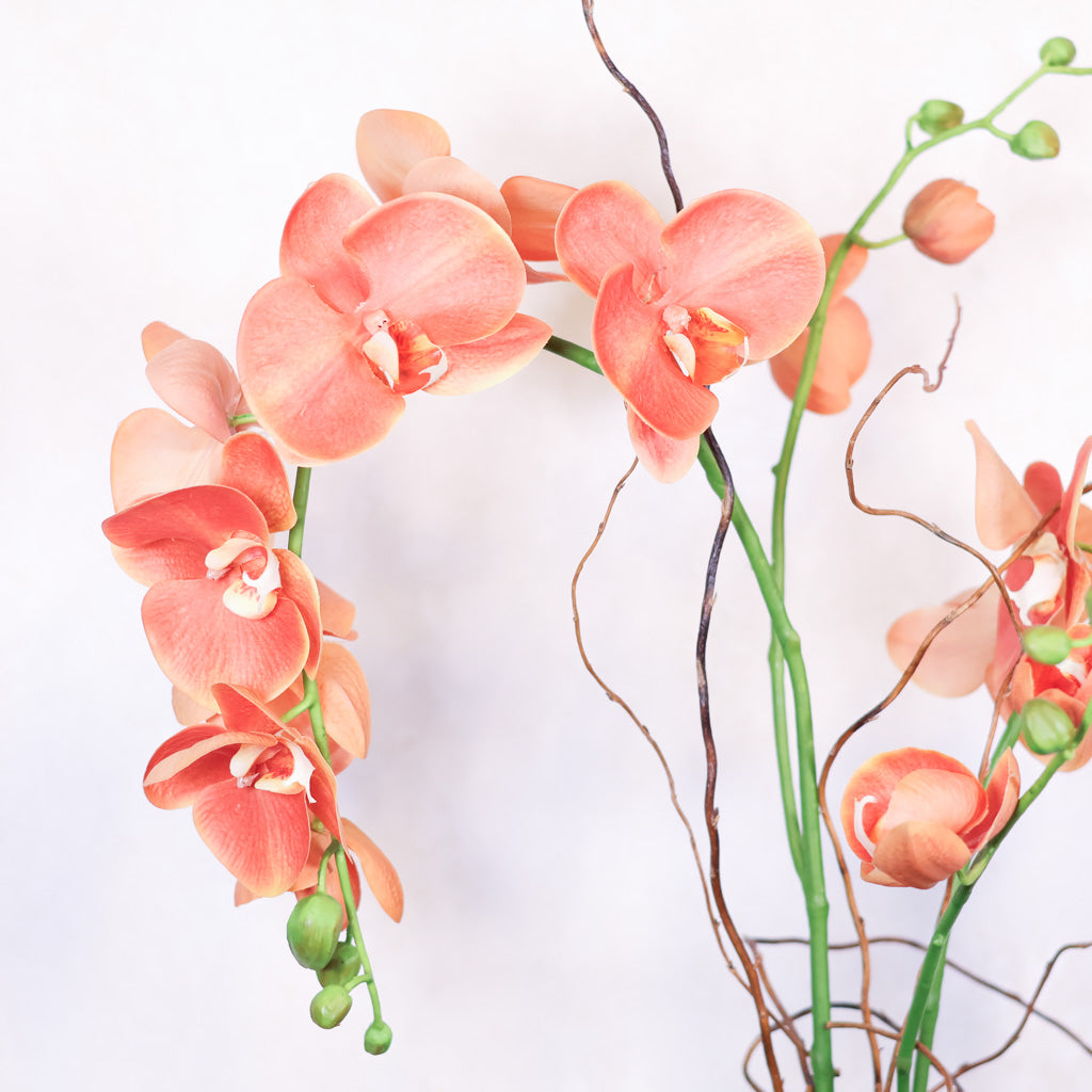 Double Coral Phalaenopsis Orchid Drop In