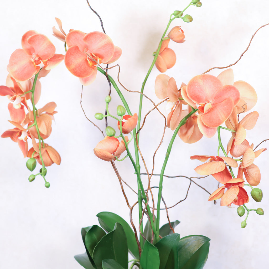 Double Coral Phalaenopsis Orchid Drop In