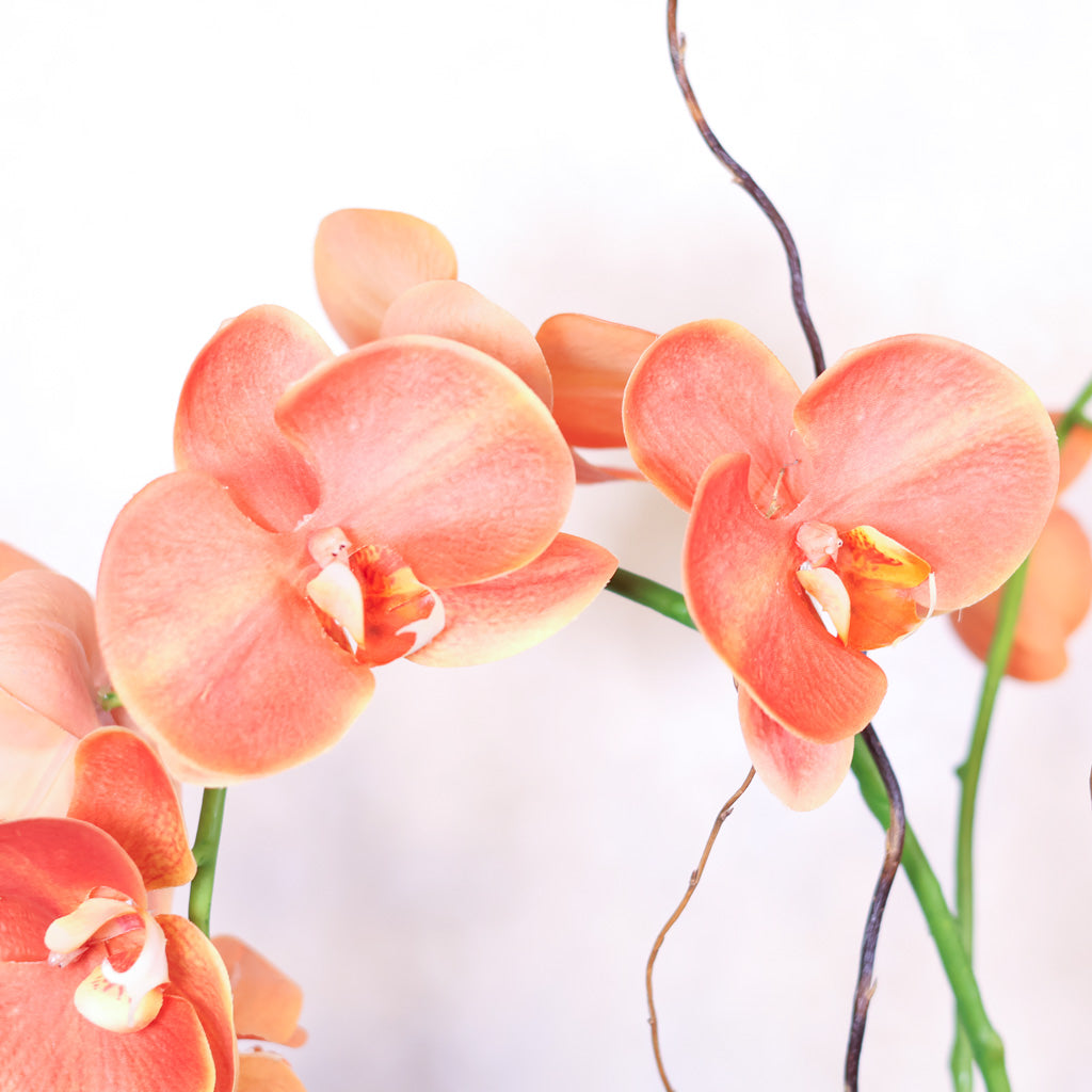 Double Coral Phalaenopsis Orchid Drop In