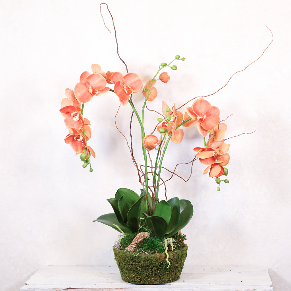 Double Coral Phalaenopsis Orchid Drop In