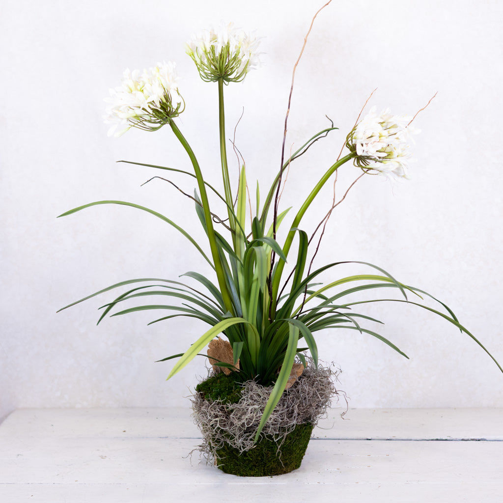 Triple White Agapanthus Drop In