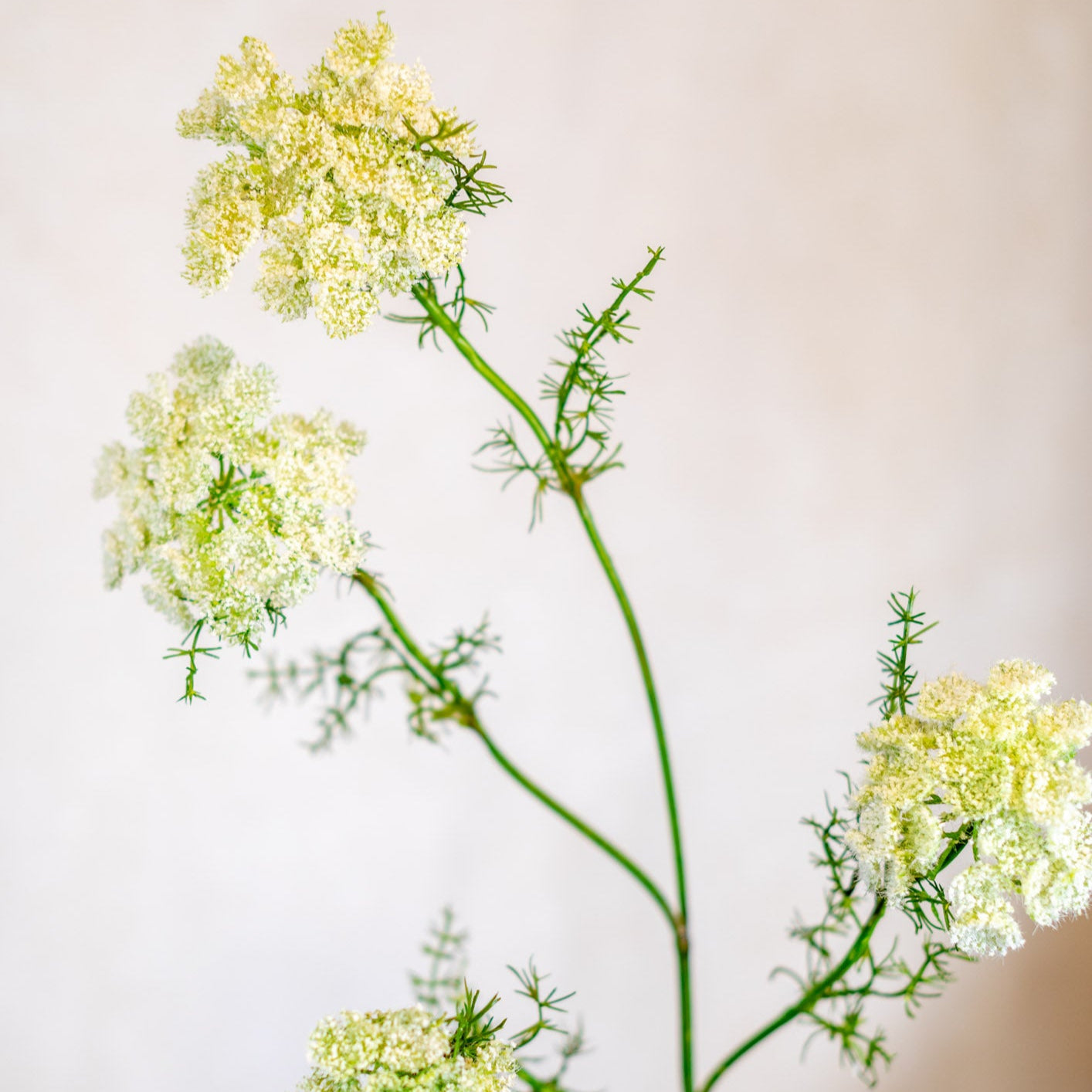 Wild White Dill Spray