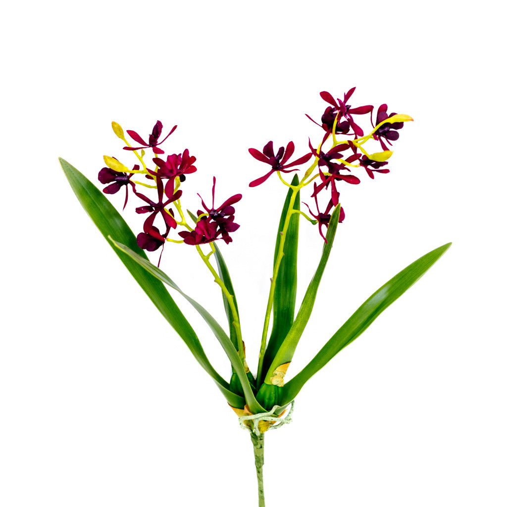 Mini Burgundy Cattleya Orchid Plant