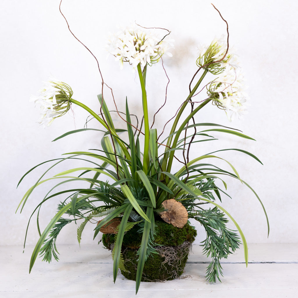 Deluxe White Agapanthus Drop-In