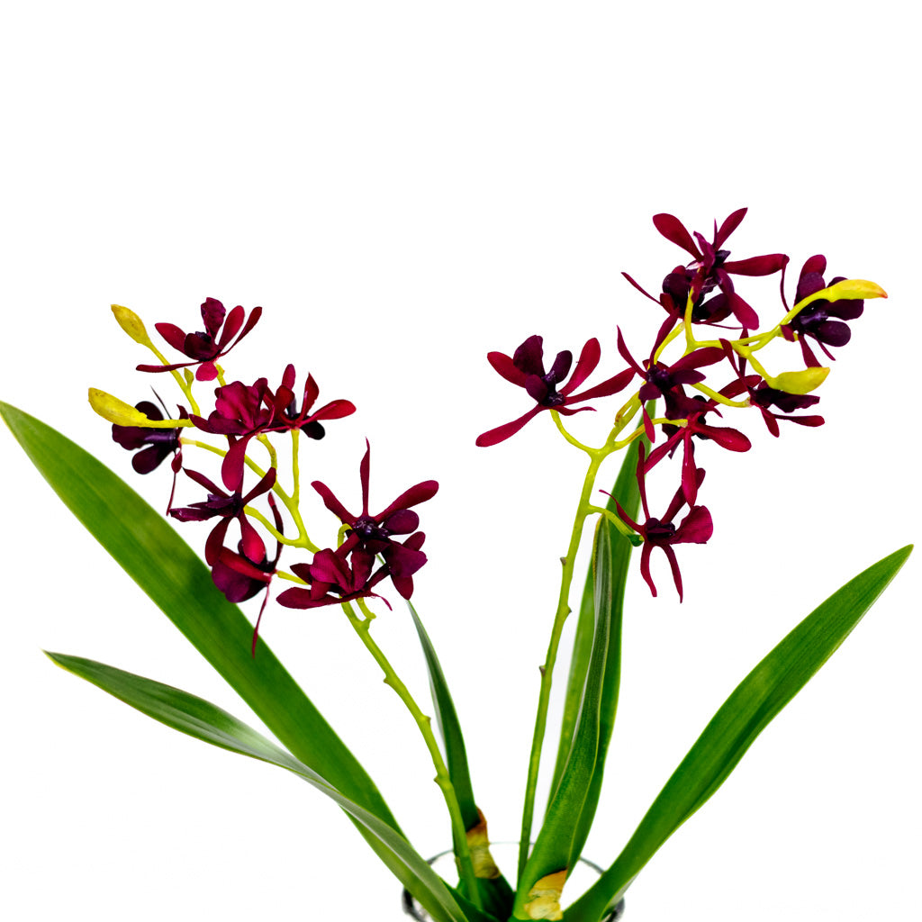 Mini Burgundy Cattleya Orchid Plant