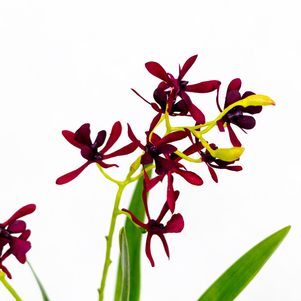 Mini Burgundy Cattleya Orchid Plant