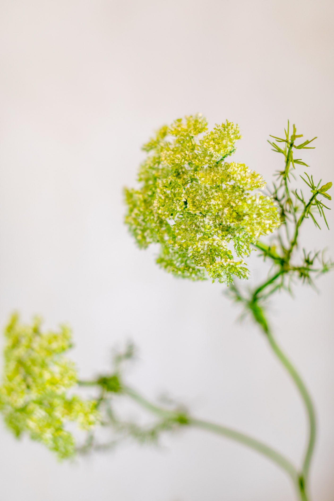 Green Wild Dill Spray