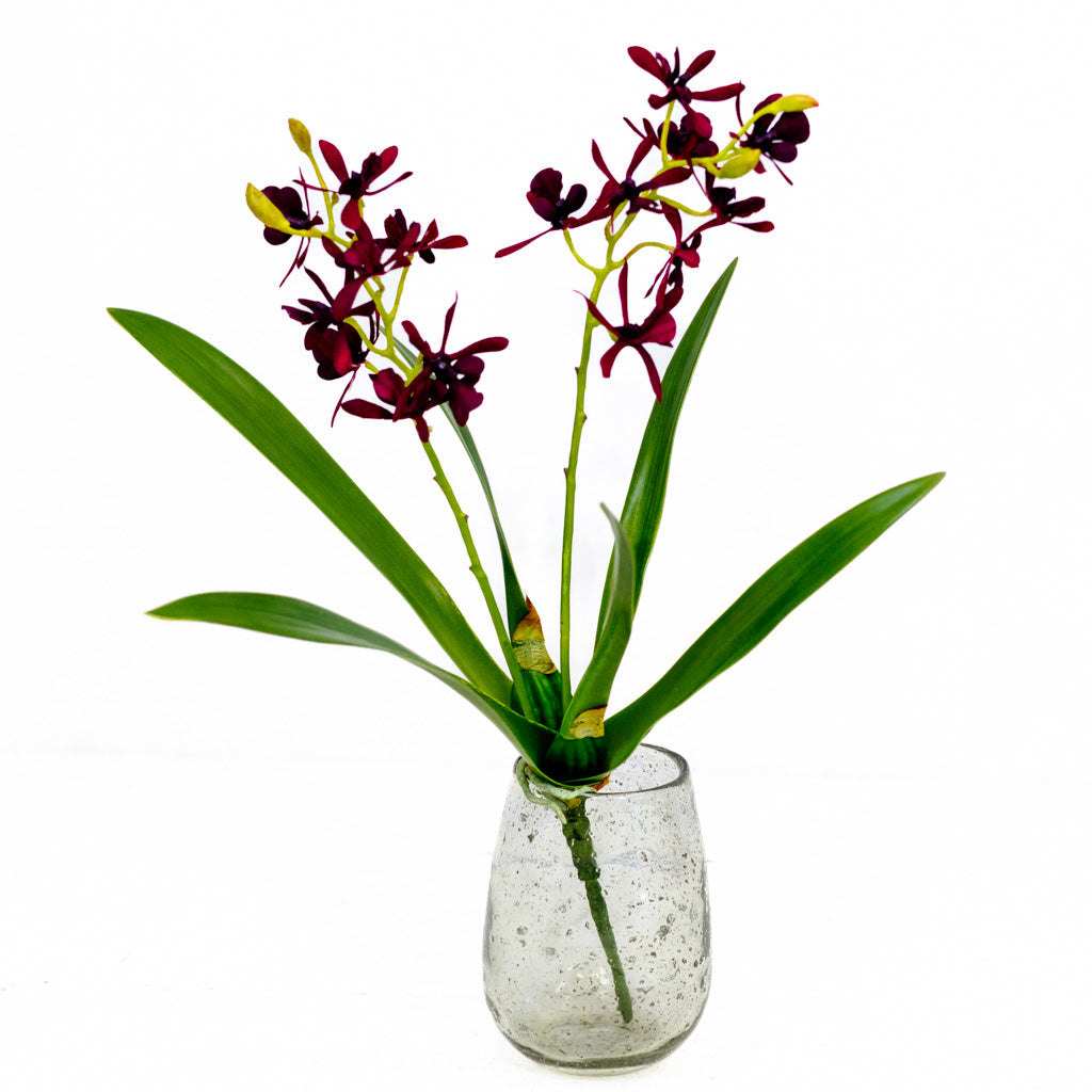 Mini Burgundy Cattleya Orchid Plant
