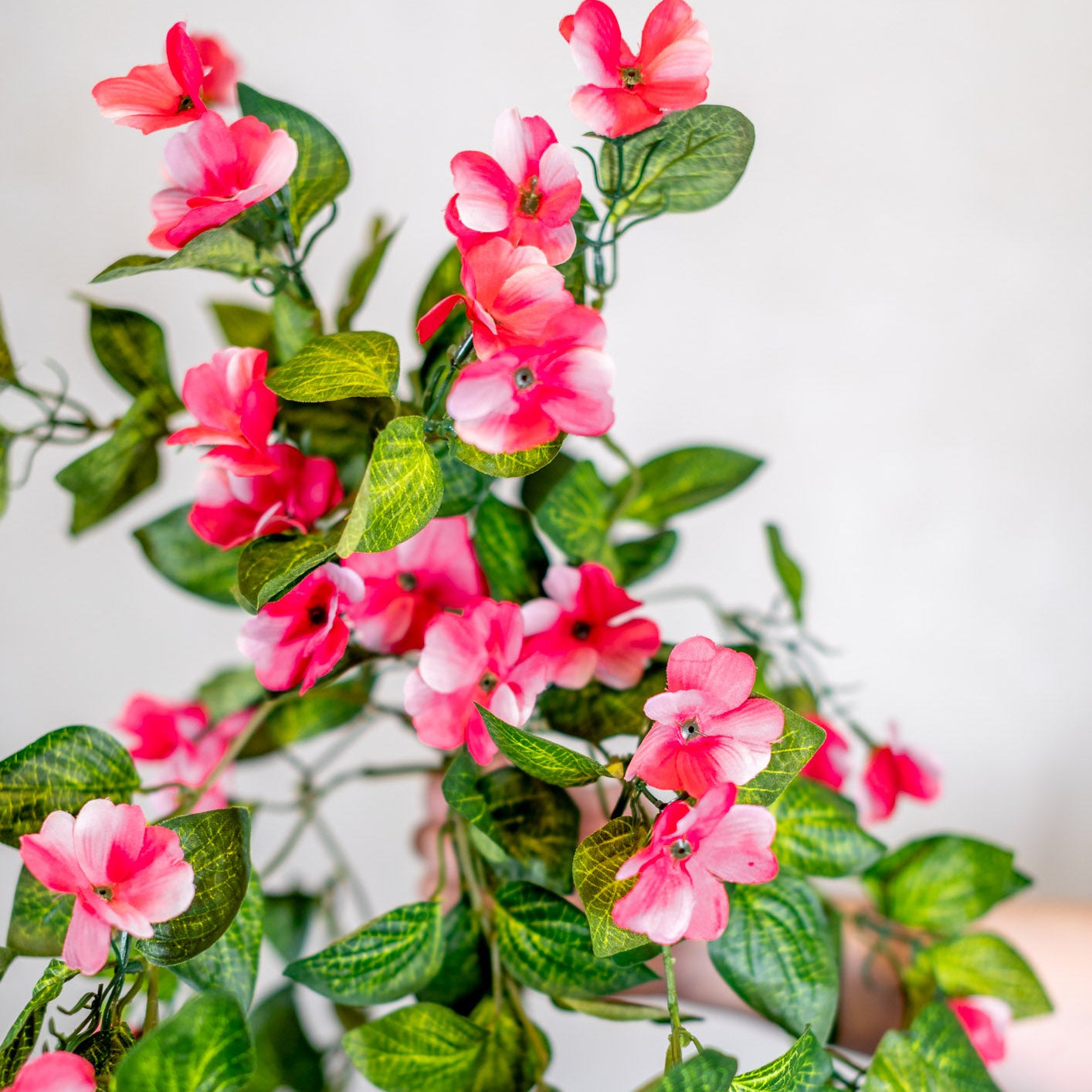 UV Pink Hanging Impatiens Plant