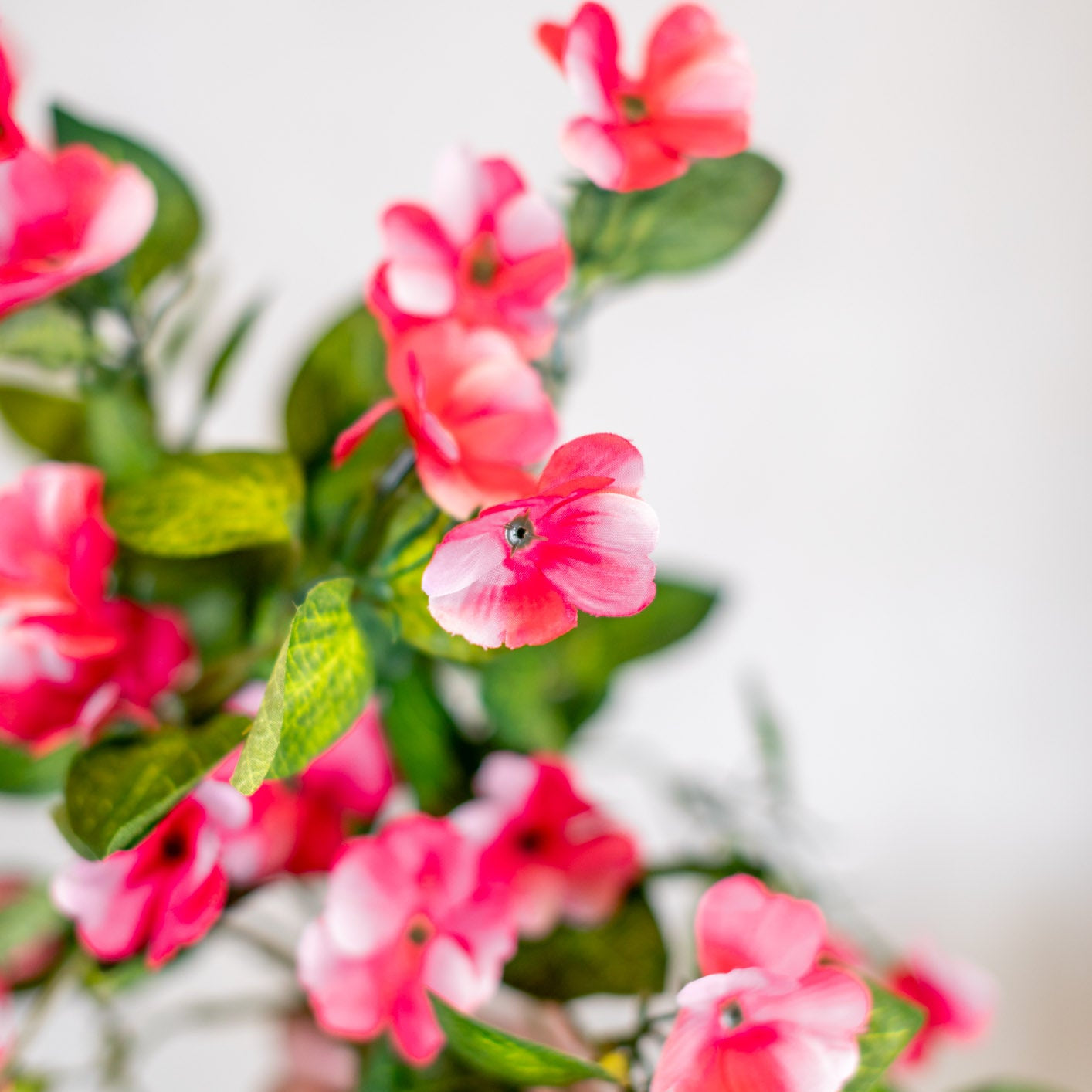 UV Pink Hanging Impatiens Plant