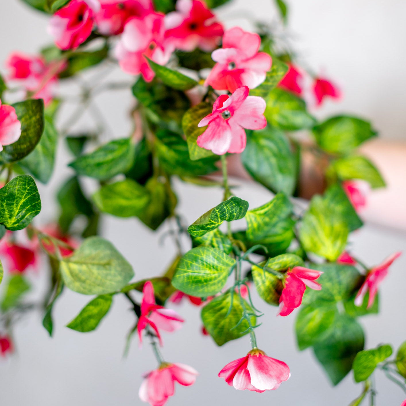 UV Pink Hanging Impatiens Plant