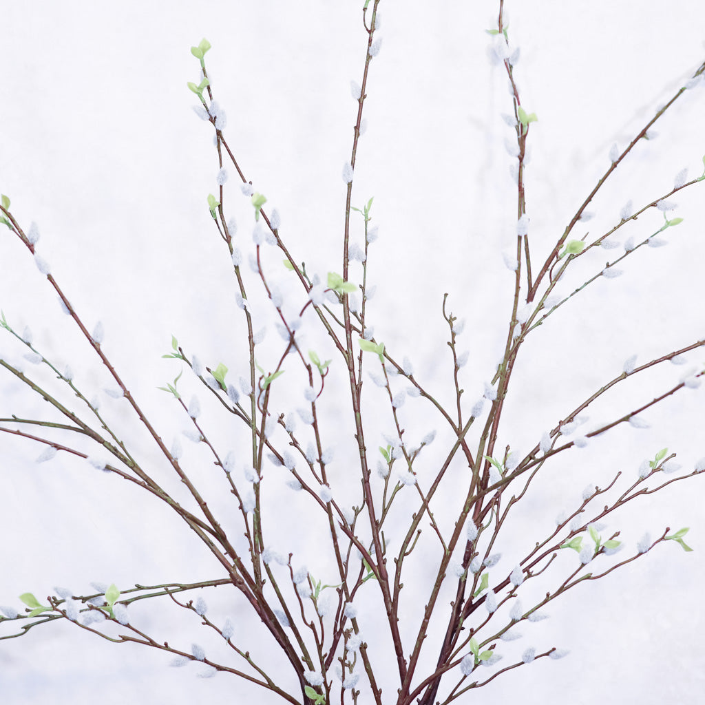 Pussy Willow Branch