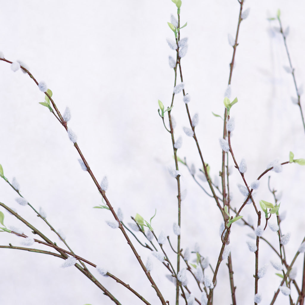 Pussy Willow Branch