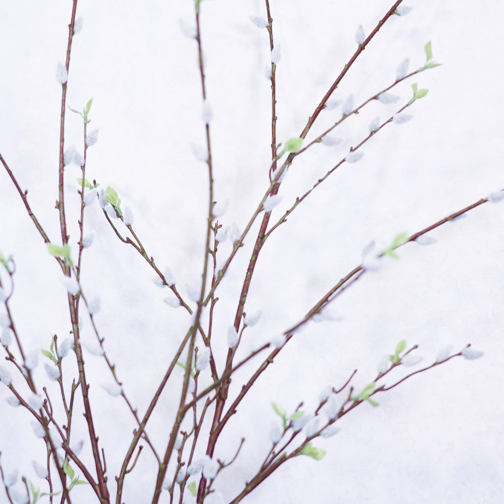 Pussy Willow Branch