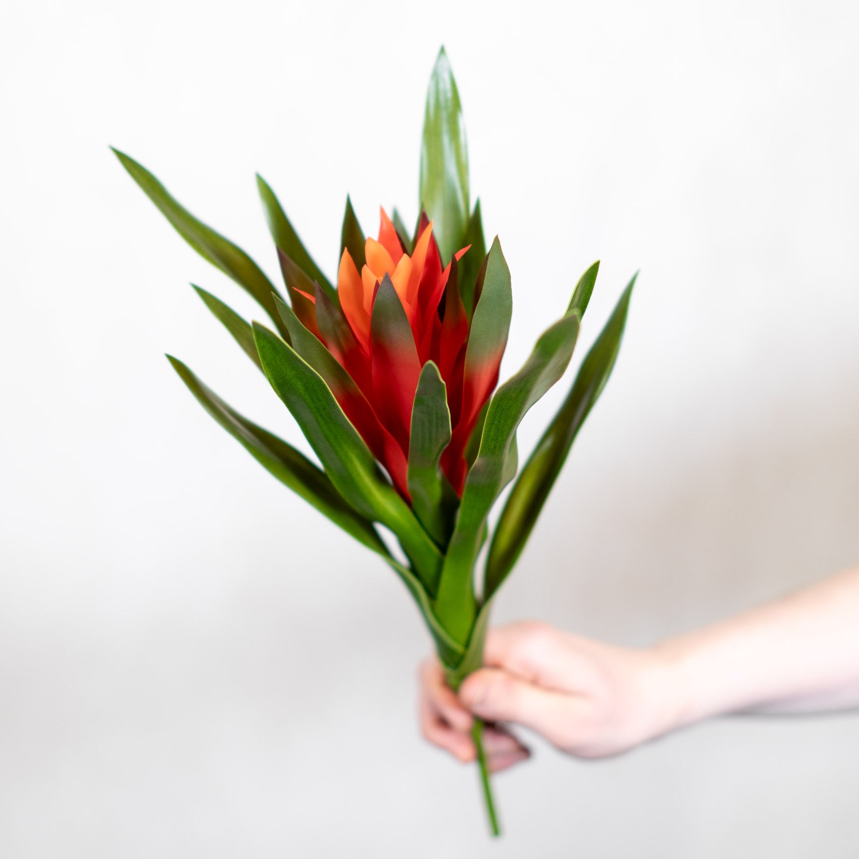 Orange Bromeliad Plant