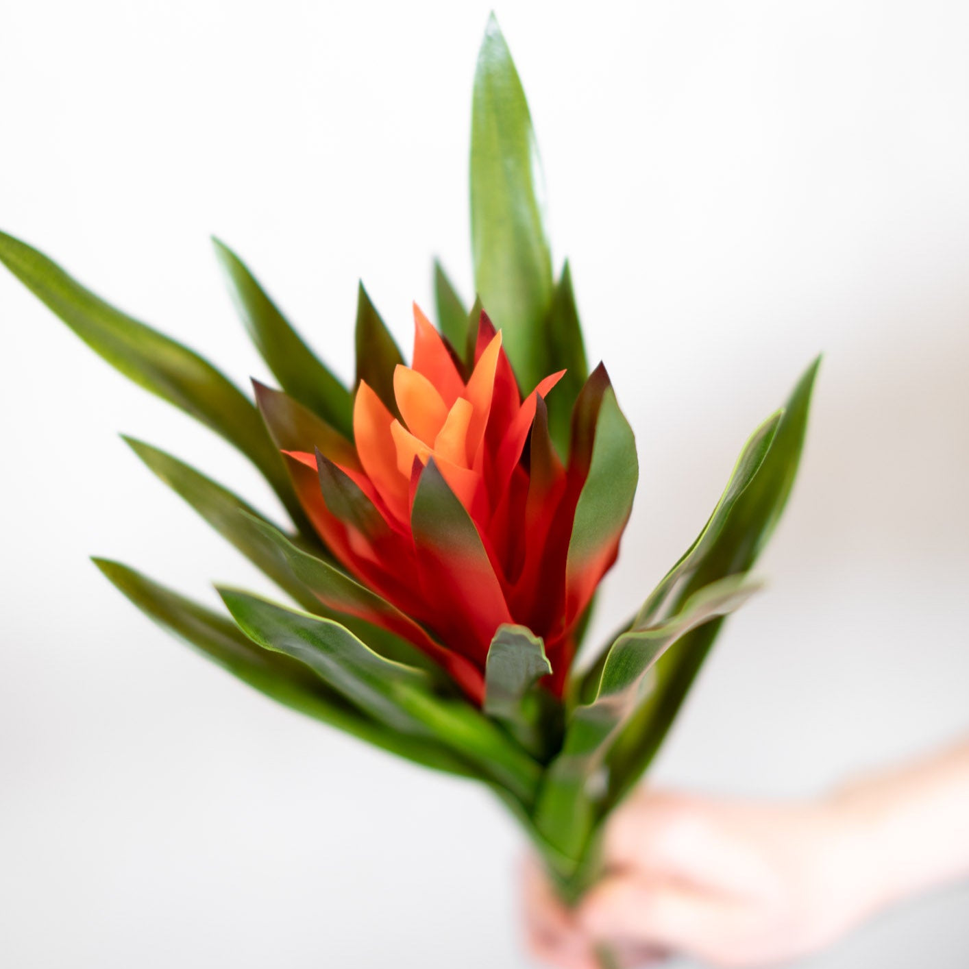 Orange Bromeliad Plant