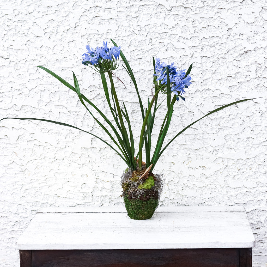 Double Blue Agapanthus Drop In