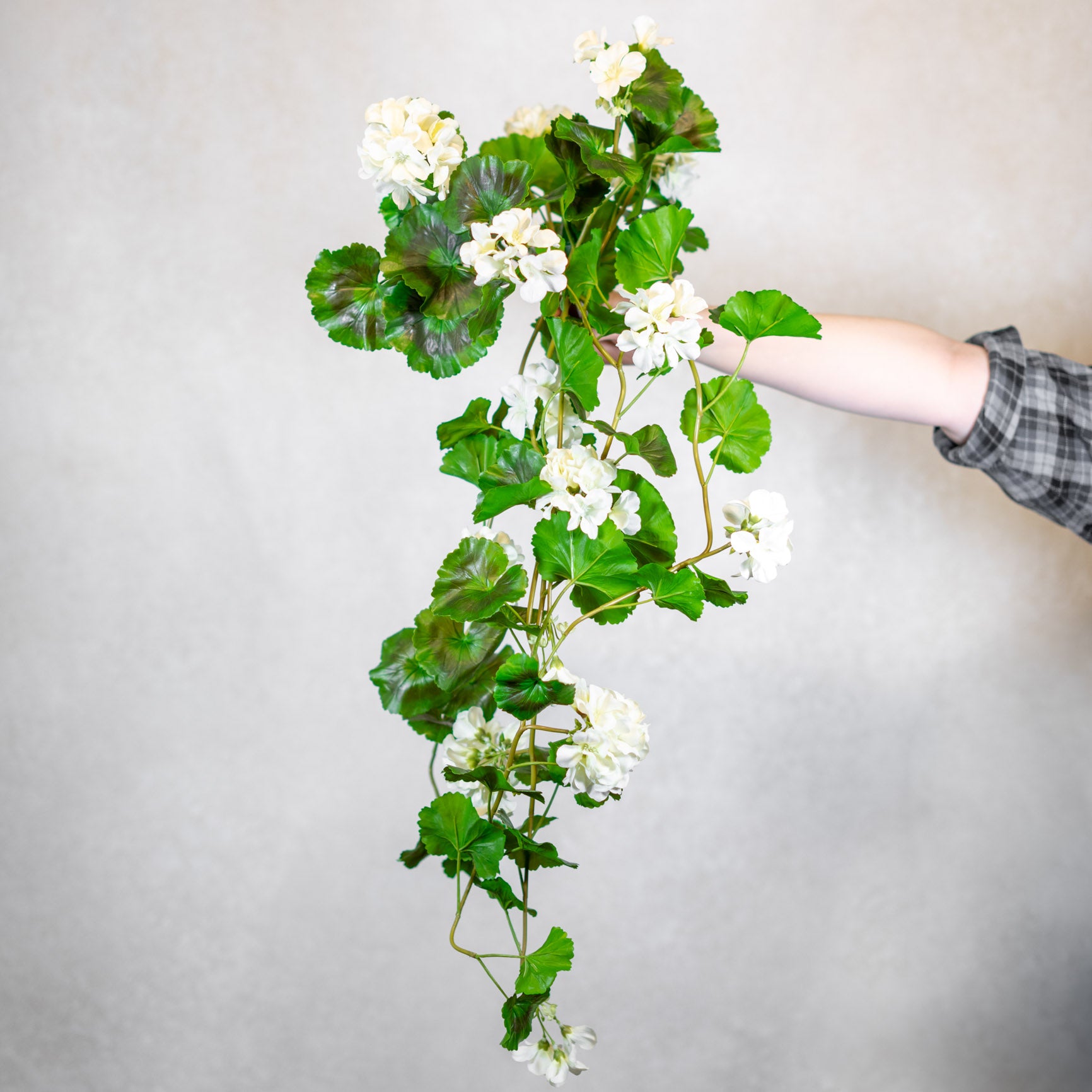 UV White Summer Hanging Geranium Plant Natural Touch