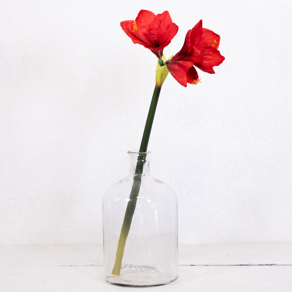 Red Amaryllis with Two Blooms and Bud