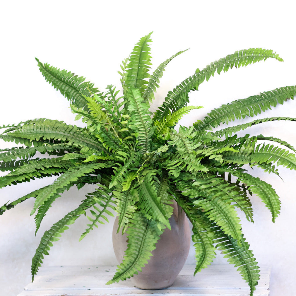 Estate Boston Fern UV Resistant Bush