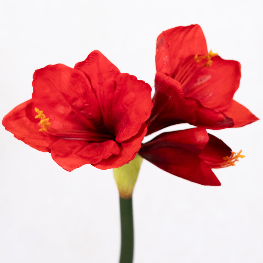 Red Amaryllis with Two Blooms and Bud