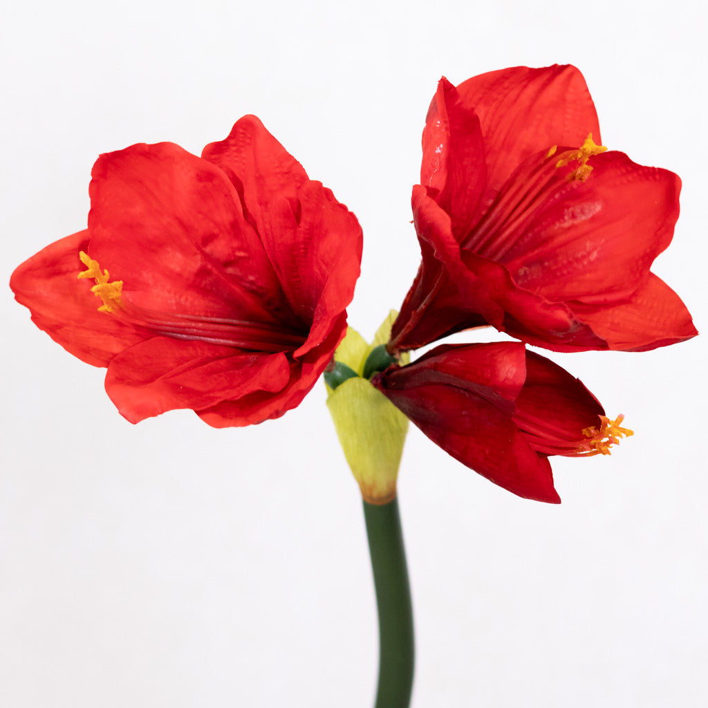 Red Amaryllis with Two Blooms and Bud